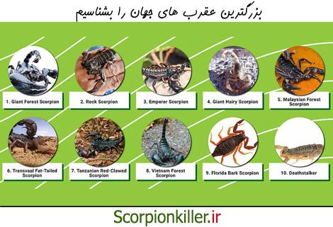 شناخت بزرگترین عقرب های جهان